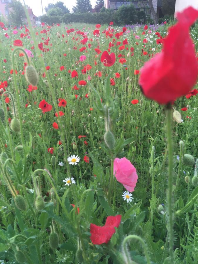Rhoener Sternenhimmel Fewo 1 Und 2 Frankenheim/Rhon ภายนอก รูปภาพ